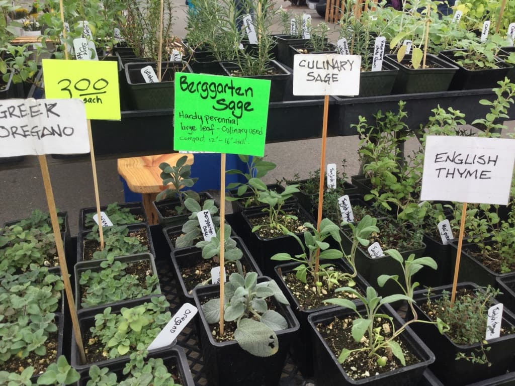 Vista Farmers Market