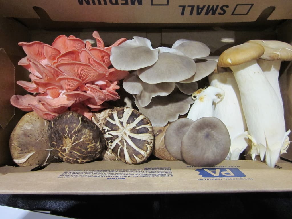 phillyGrown.farm - Gourmet Mushrooms
