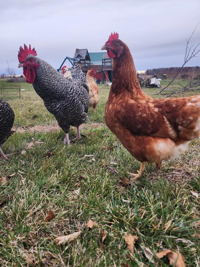 Pig Whistle Farm LLC