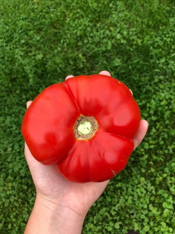 Schaefer's Farm Market & CSA