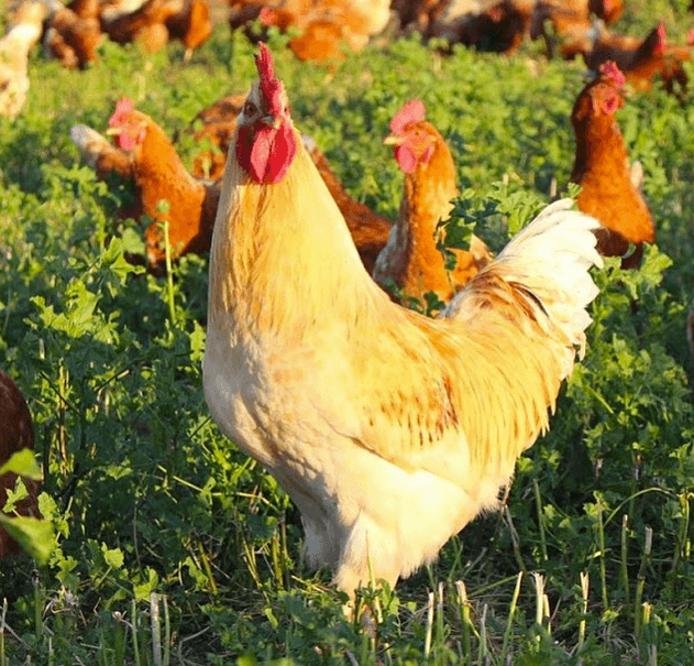 Eben-Haezer's Happy Hens