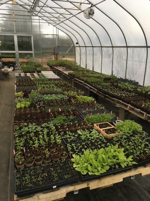 Herricks Herbs & Heirlooms