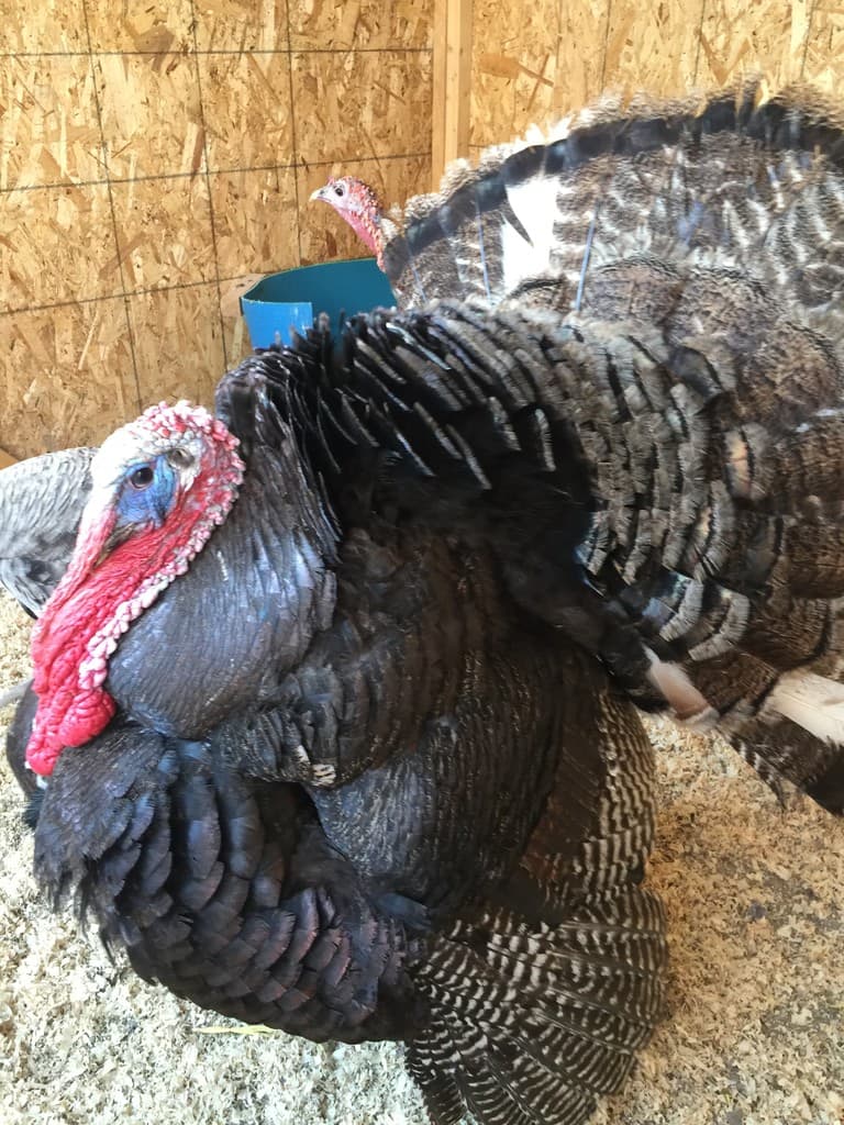 Heritage Turkeys Breeds