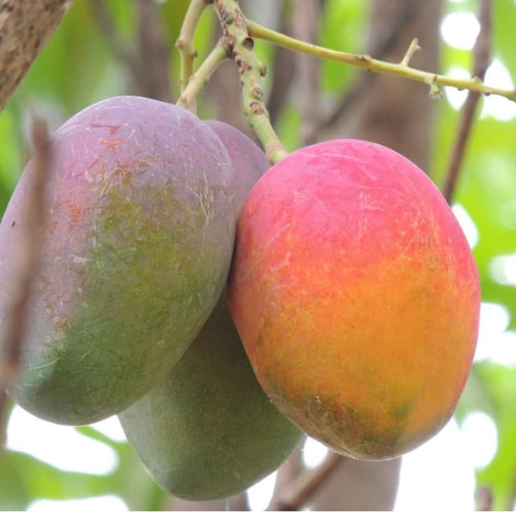 Grow Your Own Food Nursery