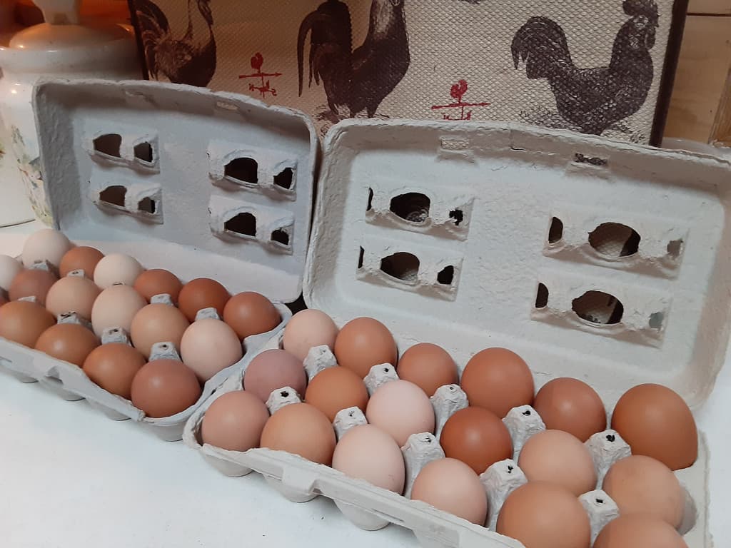 Cozine Springs Ranch