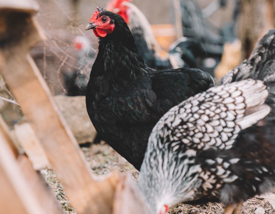 Hilliker's Ranch Fresh Eggs