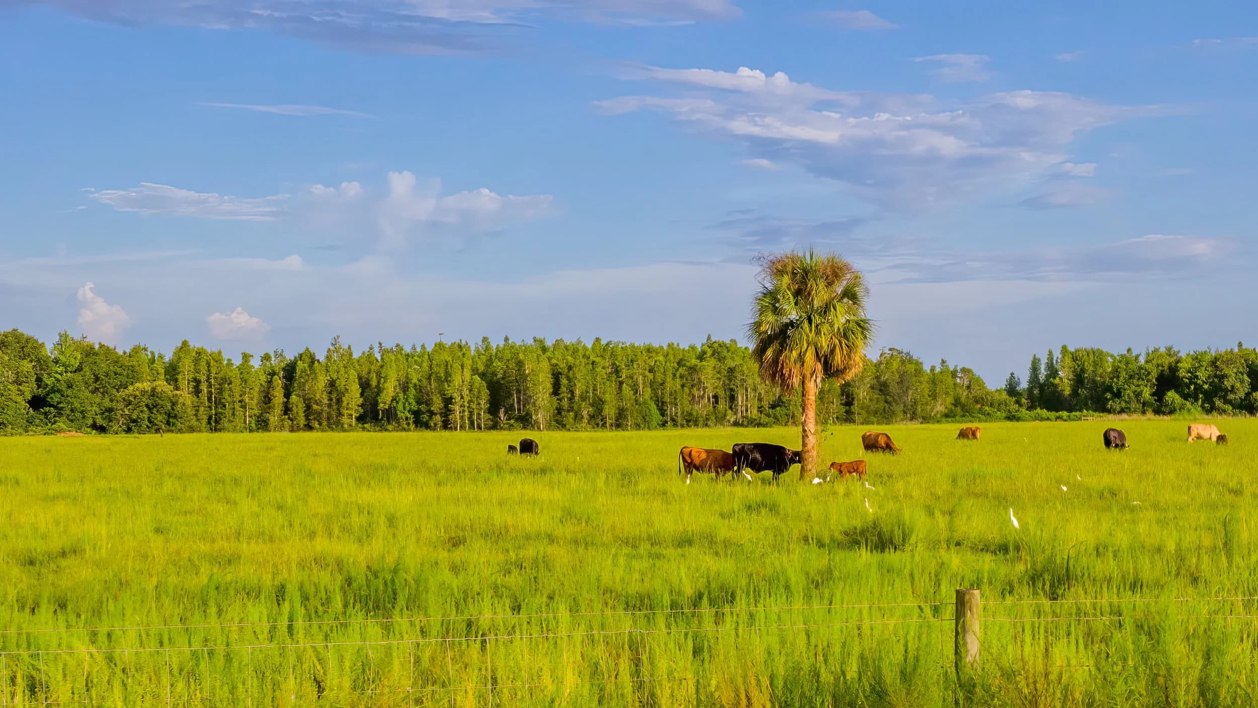 GRASS-FED FLORIDA