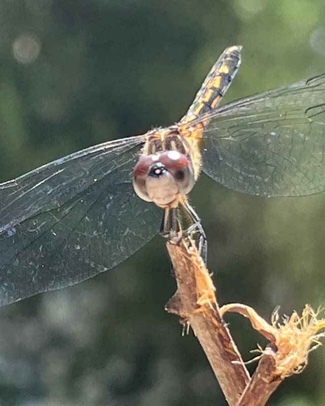 Dragonfly Acres Farm