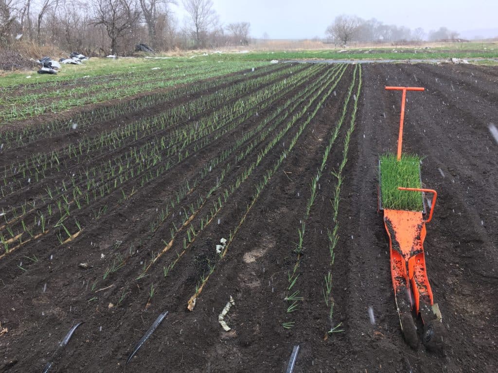 Where the Redfearn Grows Natural Farms