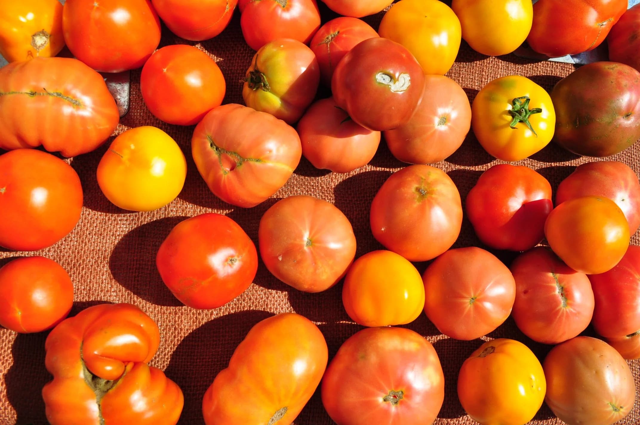 Carrboro Farmers Market