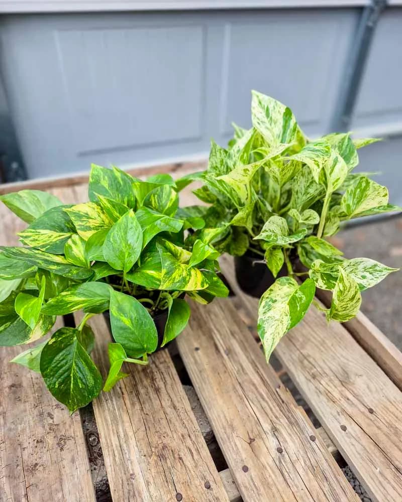 Nalls Produce & Garden Center