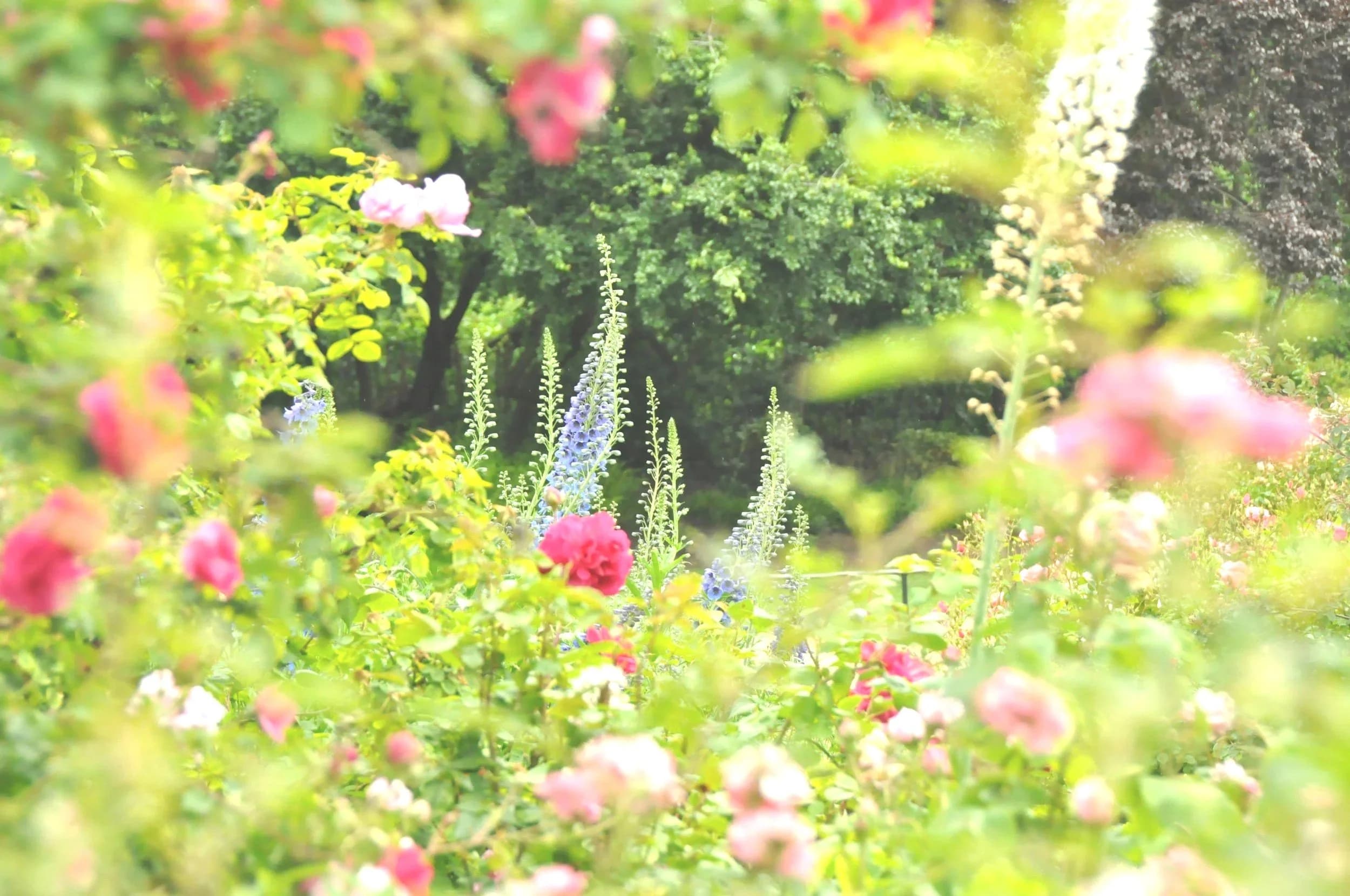 Huckleberry Gardens and Nursery