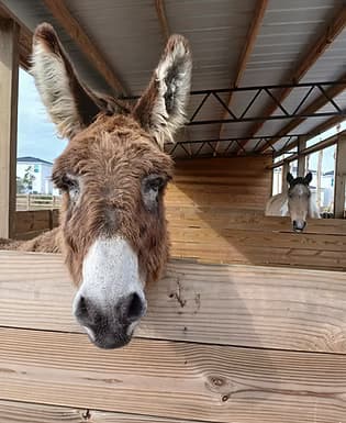 Harris Establishment Farms - U-Pick & Farm Adventures