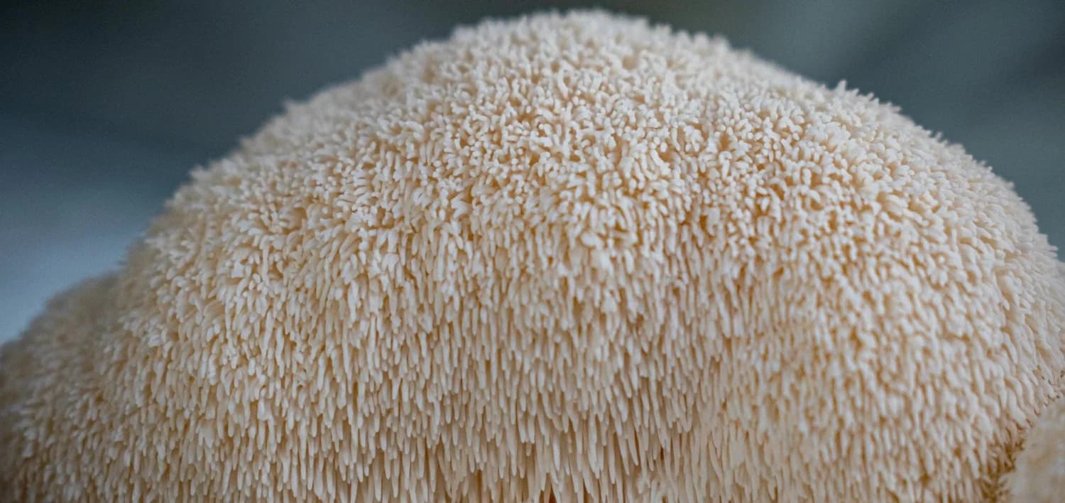 Florida Shroom King Mushroom Farm @ Audubon Park Community Market