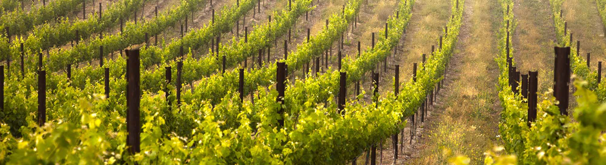 Bellante Family Winery