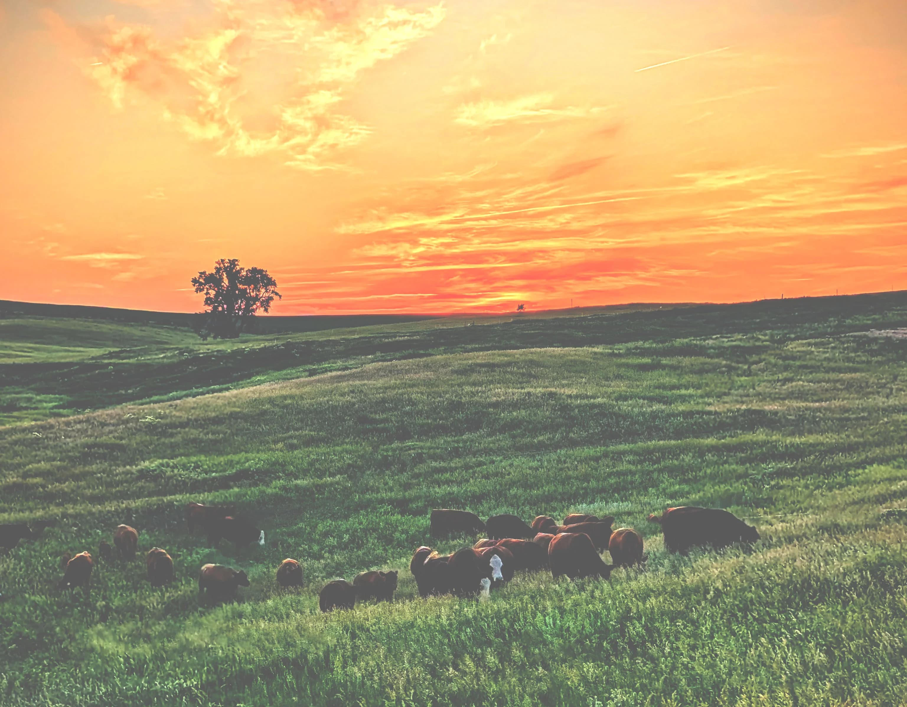 Pasture 104 Grass Fed Meats