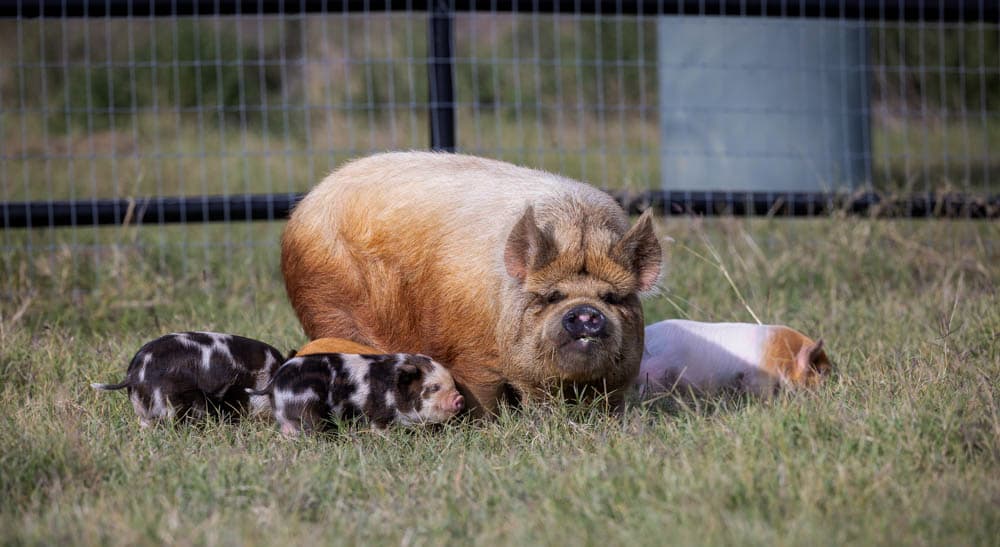 Halbert Farm KuneKune Pigs