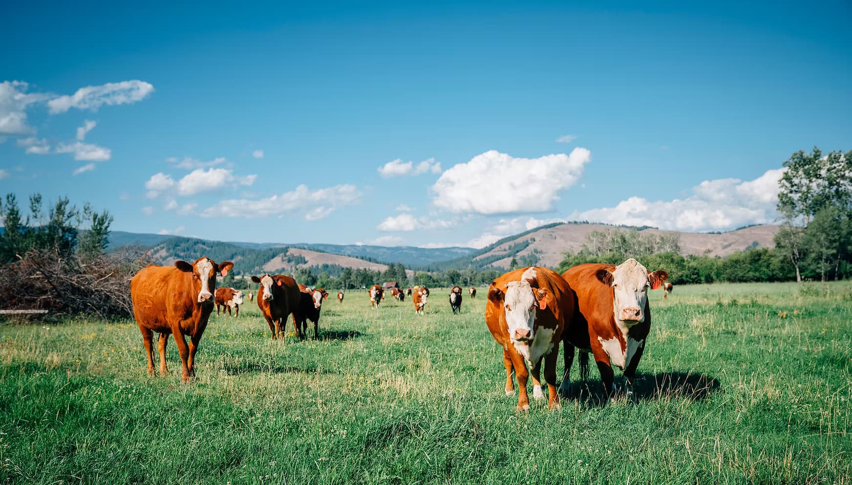 Castle Hill Farm Inc