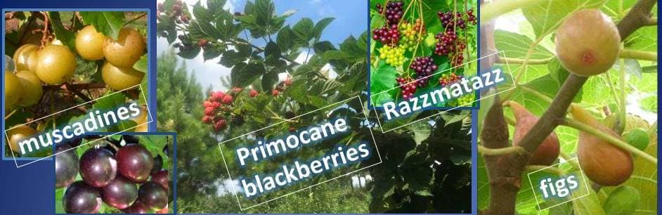 The Happy Berry, Inc.