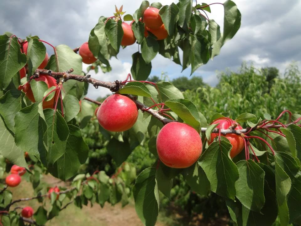 Nicewicz Family Farm
