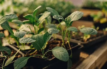 Alpha Omega Urban Farm