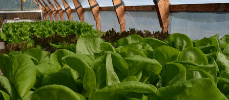 GroFresh Farms 365, LLC