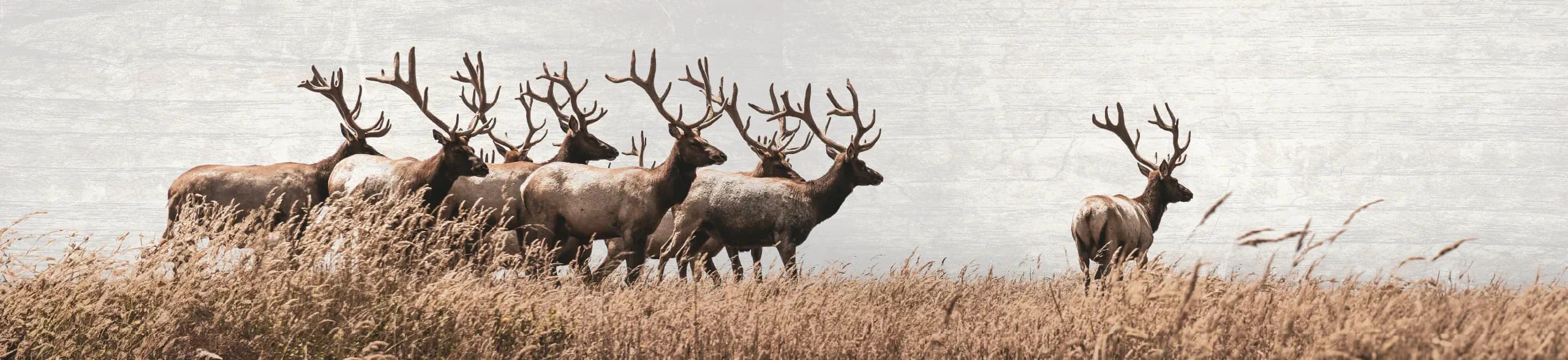 Steve's Meat Market, Inc