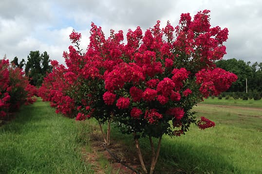 Worthington Farms, Inc.