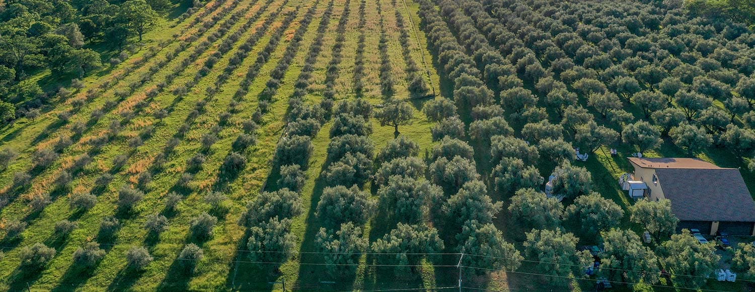 Calolea Extra Virgin Olive Oil