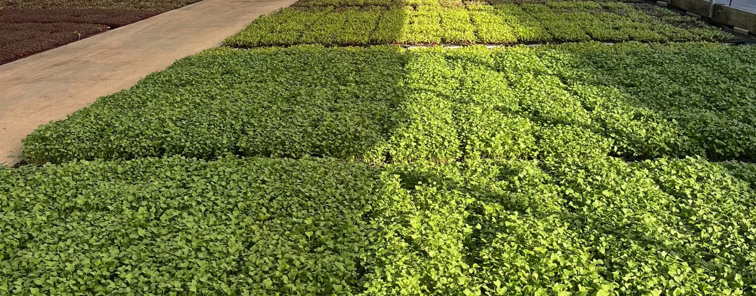 Gilbertie's Organics