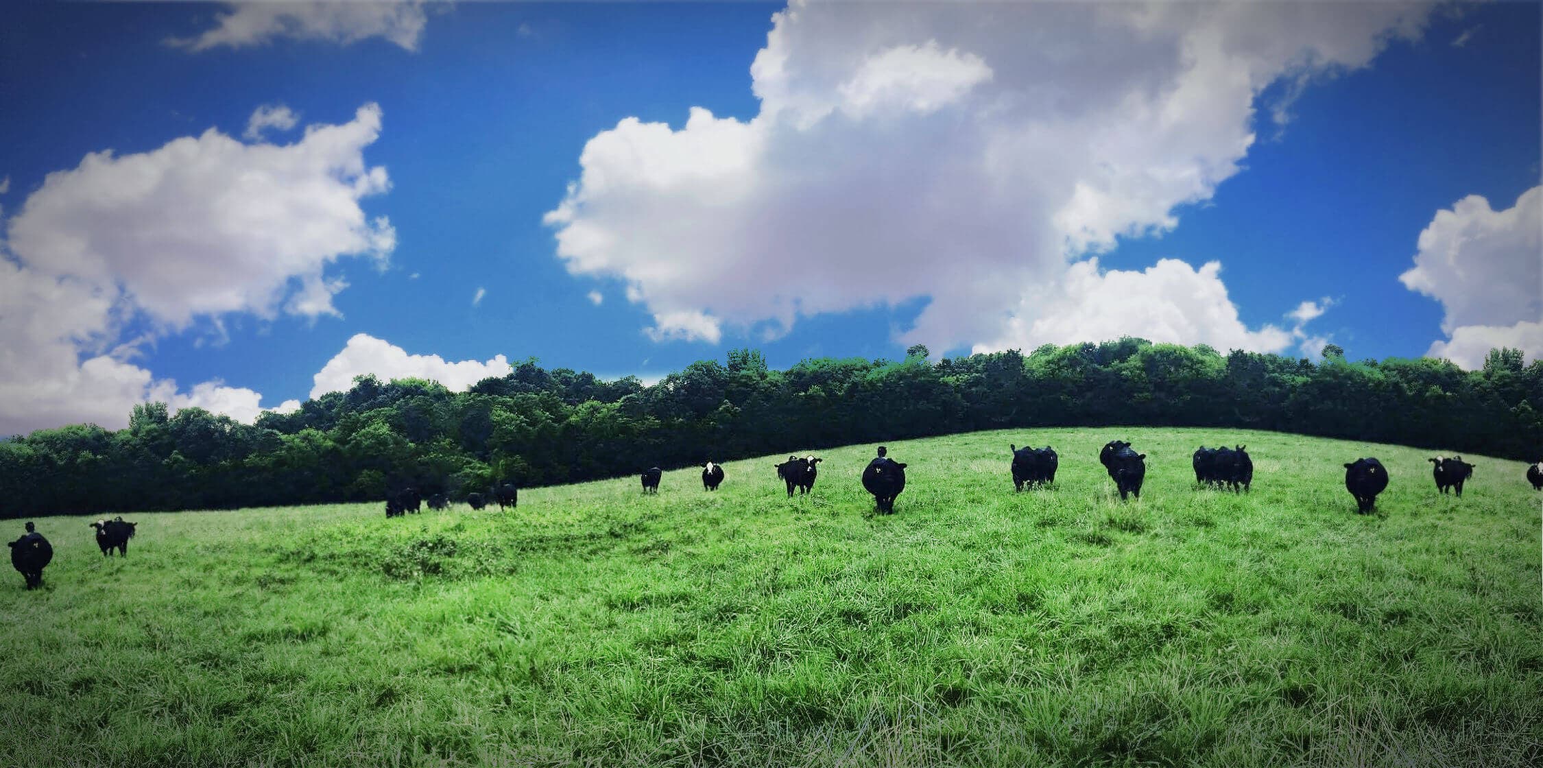 Southern Rhythm Cattle Company