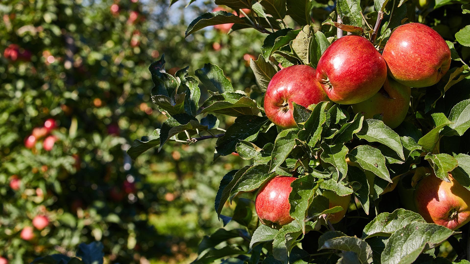Stovers Farm Market & U Pic