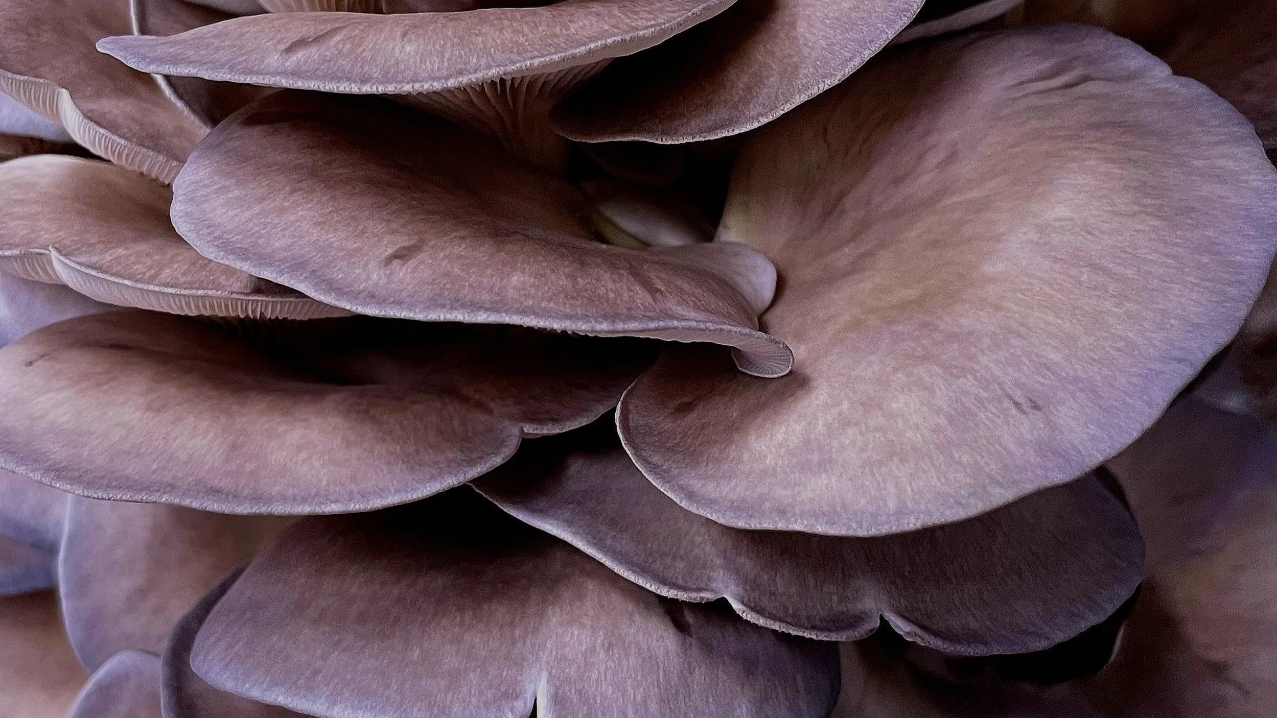 Hidden Pearl Mushrooms