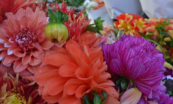 Renton Farmers Market