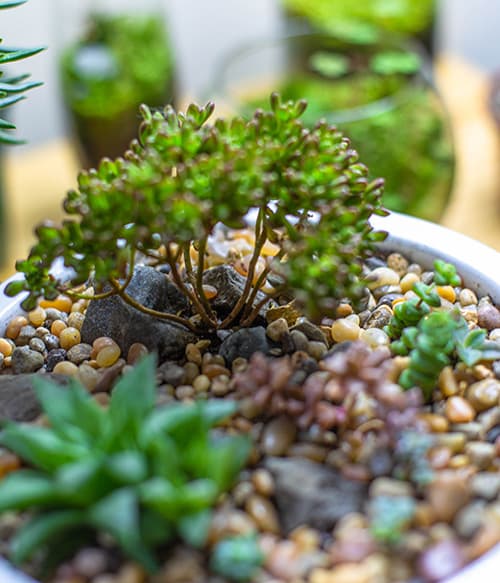 GreenSpace. The Plant Place