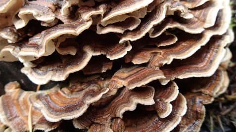 Serendipity Plant Lore