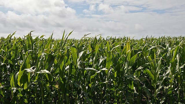 Southern Promiseland Farm