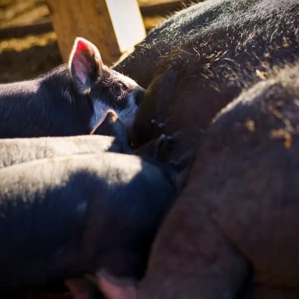 Hasselmann Family Farm
