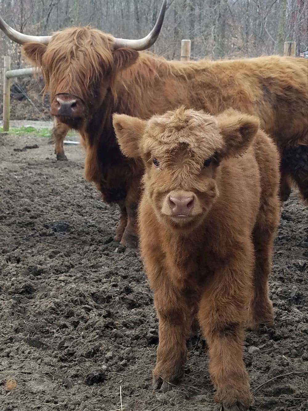 Homestead Farm Rehoboth