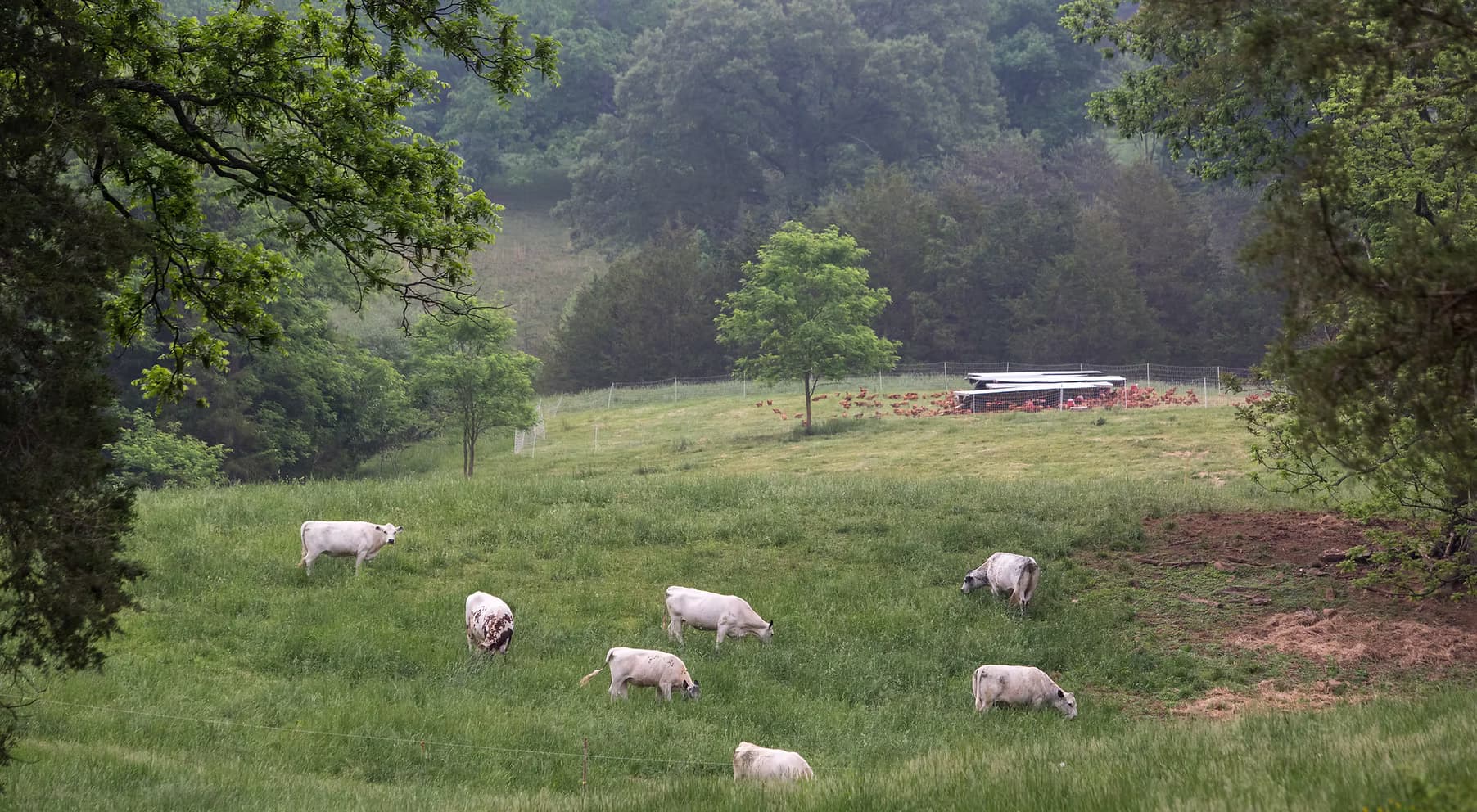 Free Union Grass Farm