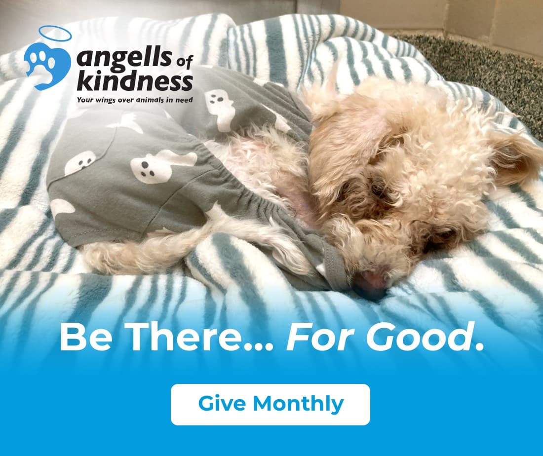 MSPCA at Nevins Farm