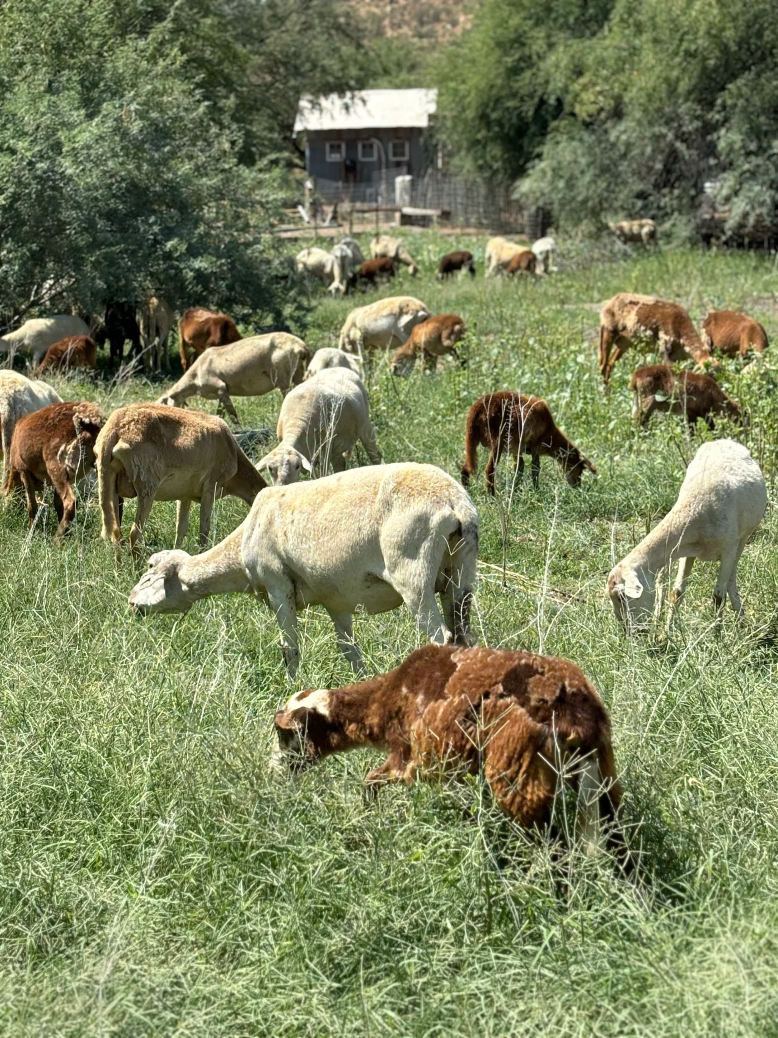 Heartquist Hollow Family Farm