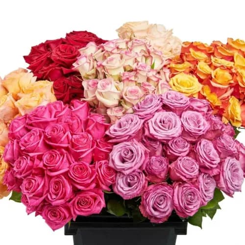 FMI Farms Flower Wholesale