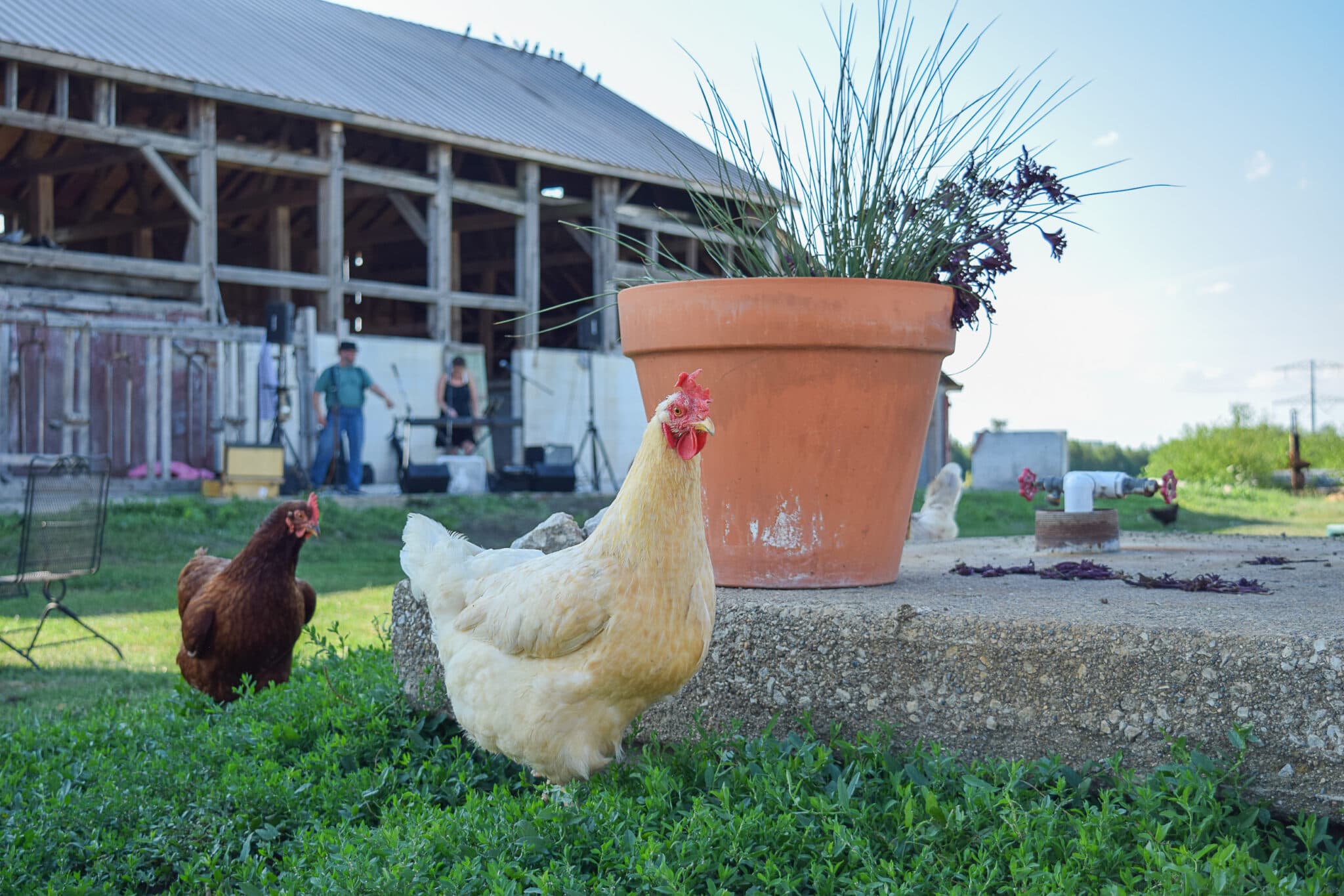 Tulip Tree Gardens Farm