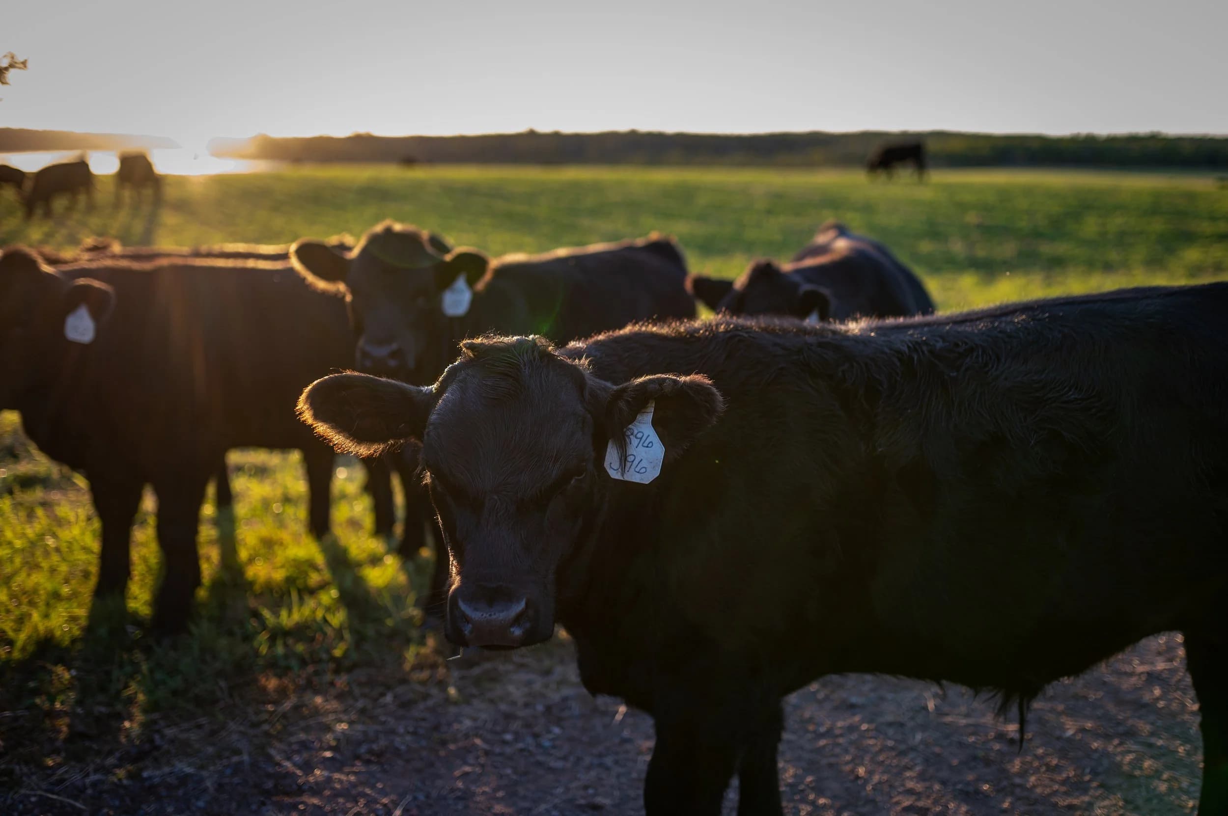 Duluth Farming Company