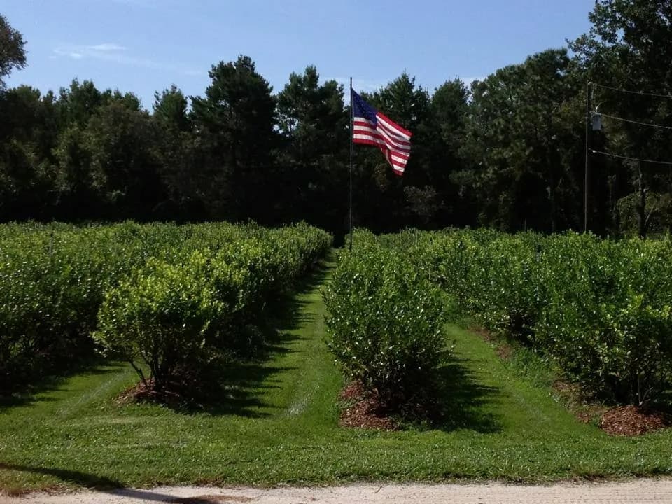Green Acres Blueberry Farm