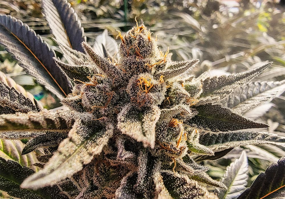 Sacred Sun Farms Bozeman