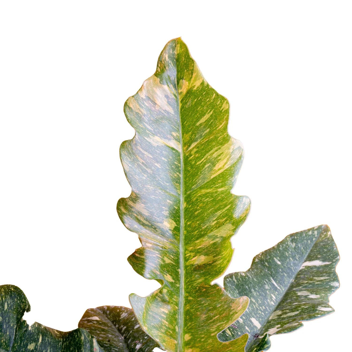 Costa Farms, Location 10