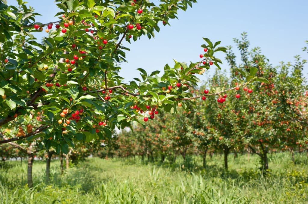 Woodyatt Cherry Farm