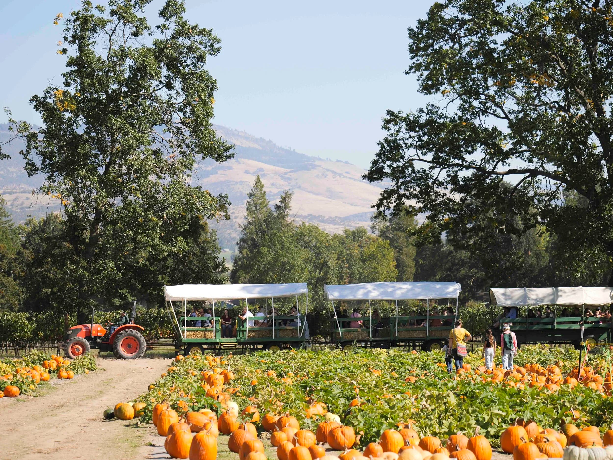 Pheasant Fields Farm